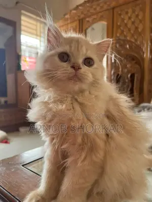 3-6 Months Old Purebred Female Persian Kitten