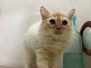 3-6 Months Old Purebred Female Persian Kitten