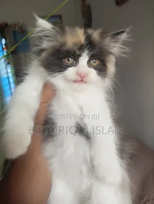 1-3 Months Female Purebred Persian