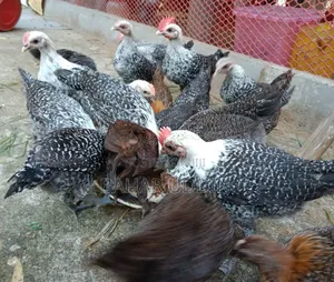 মিশরীয় ফাউমি