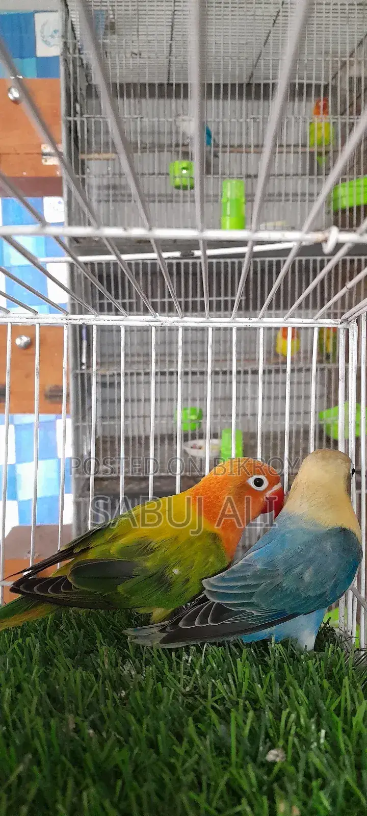 Love Bird Opaline