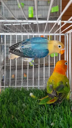 Love Bird Opaline