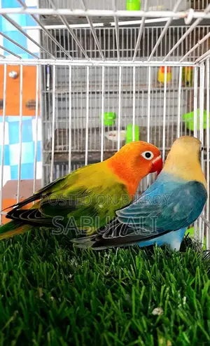 Love Bird Opaline