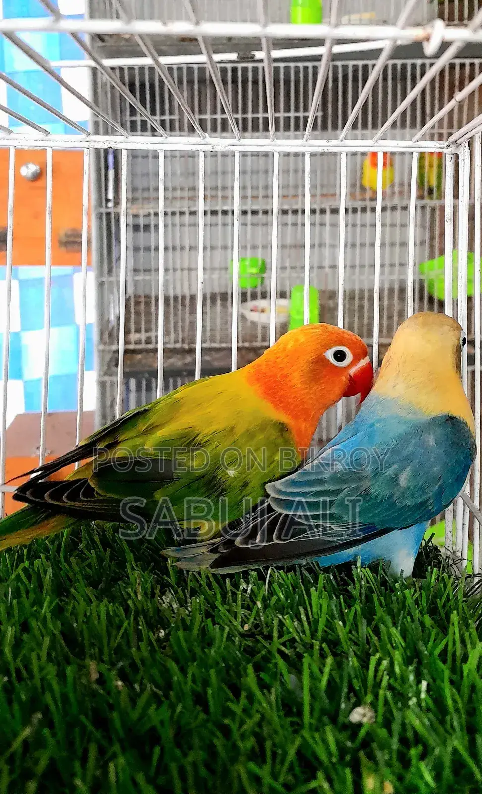 Love Bird Opaline