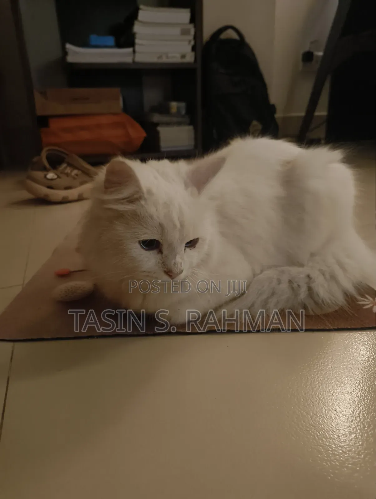 1+ Year Male Purebred Persian