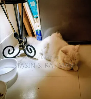 1+ Year Male Purebred Persian