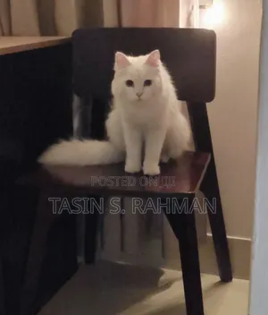 1+ Year Male Purebred Persian
