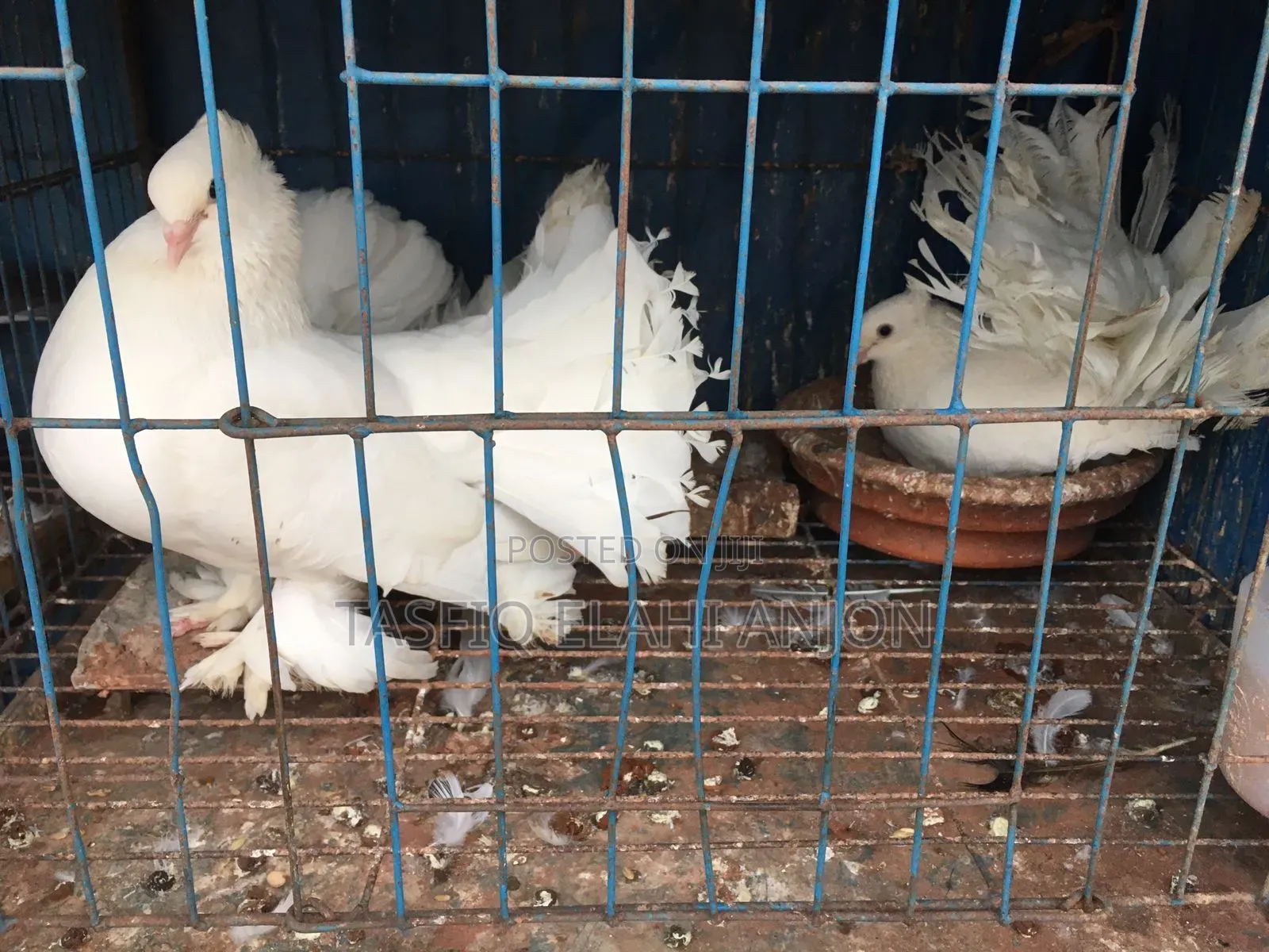 আমেরিকান ফ্যানটাইল