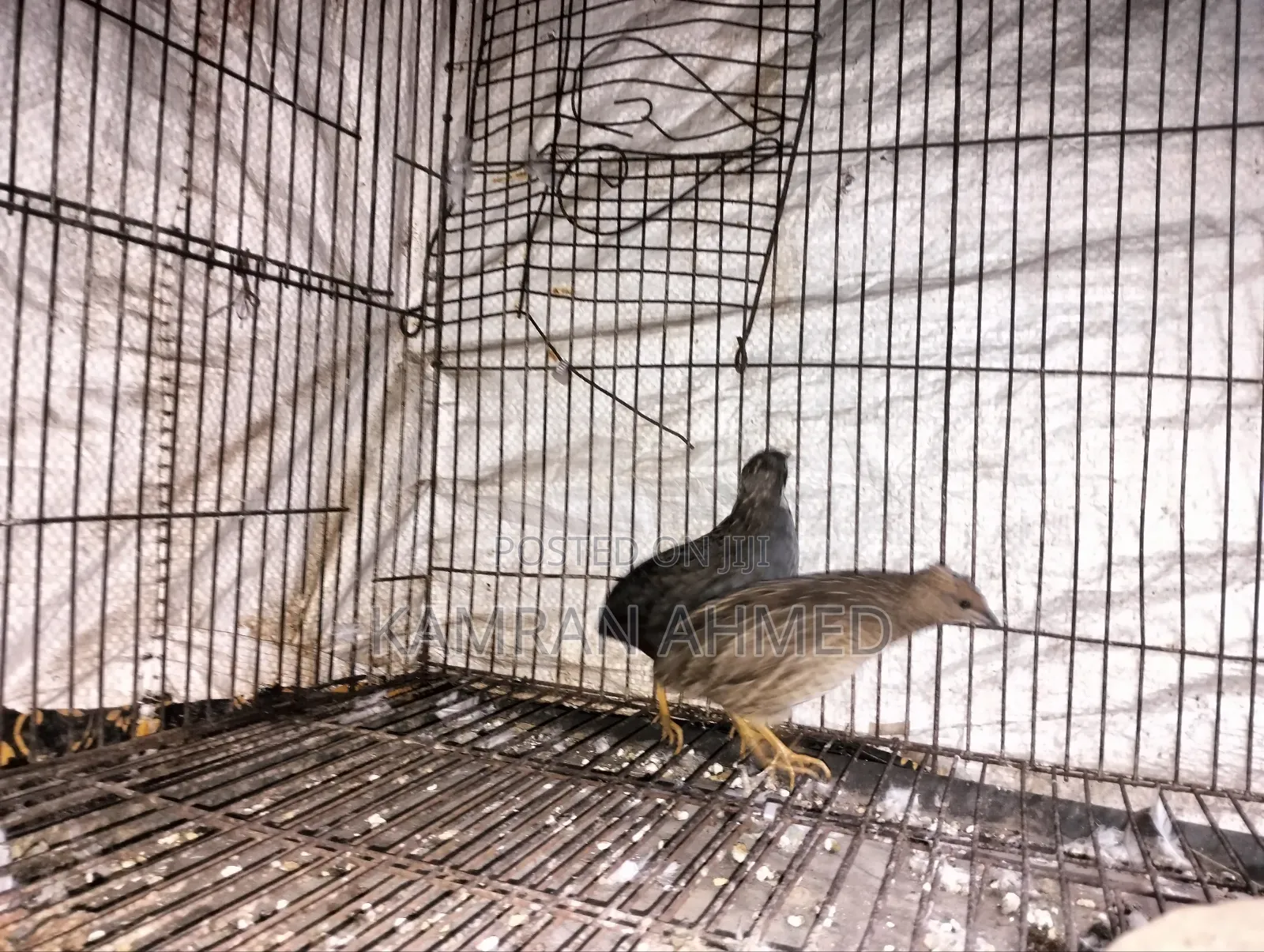 Running King Quail Birds