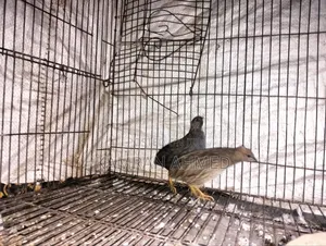 রানিং কিং কোয়েল পাখি