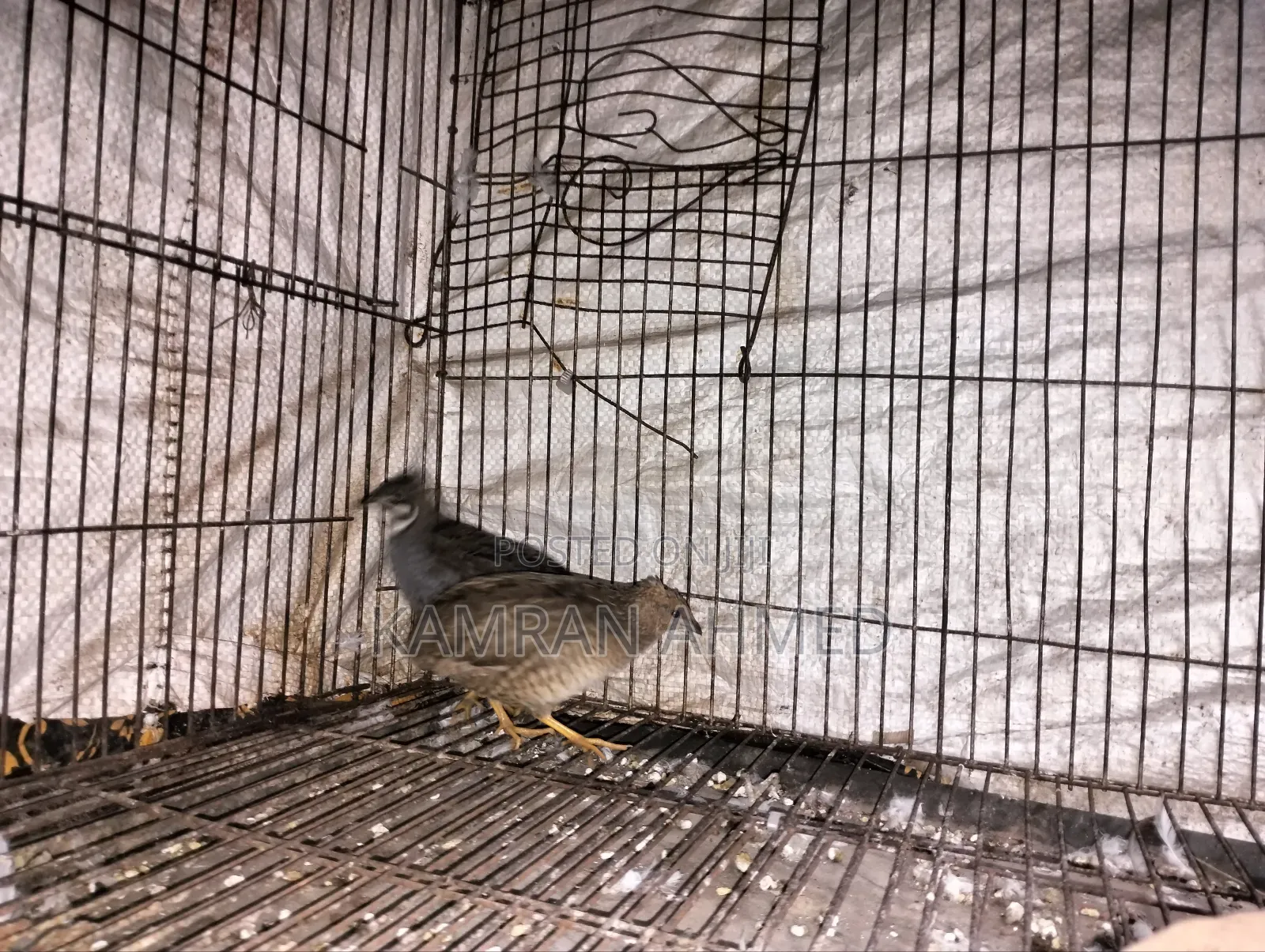 Running King Quail Birds