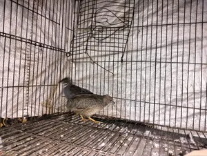 Running King Quail Birds