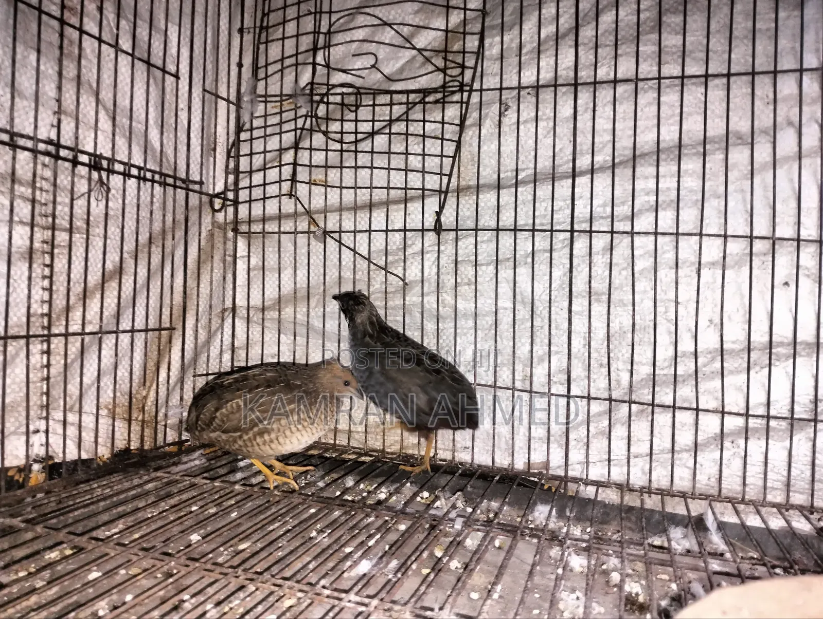 Running King Quail Birds