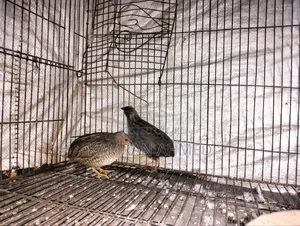 Running King Quail Birds
