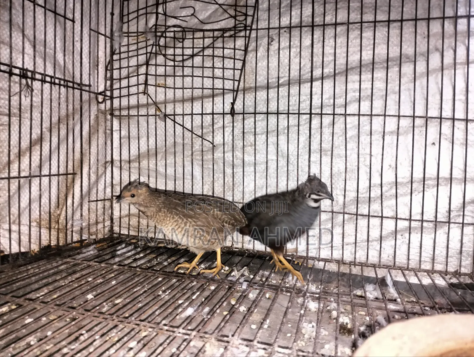 Running King Quail Birds