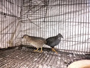 Running King Quail Birds