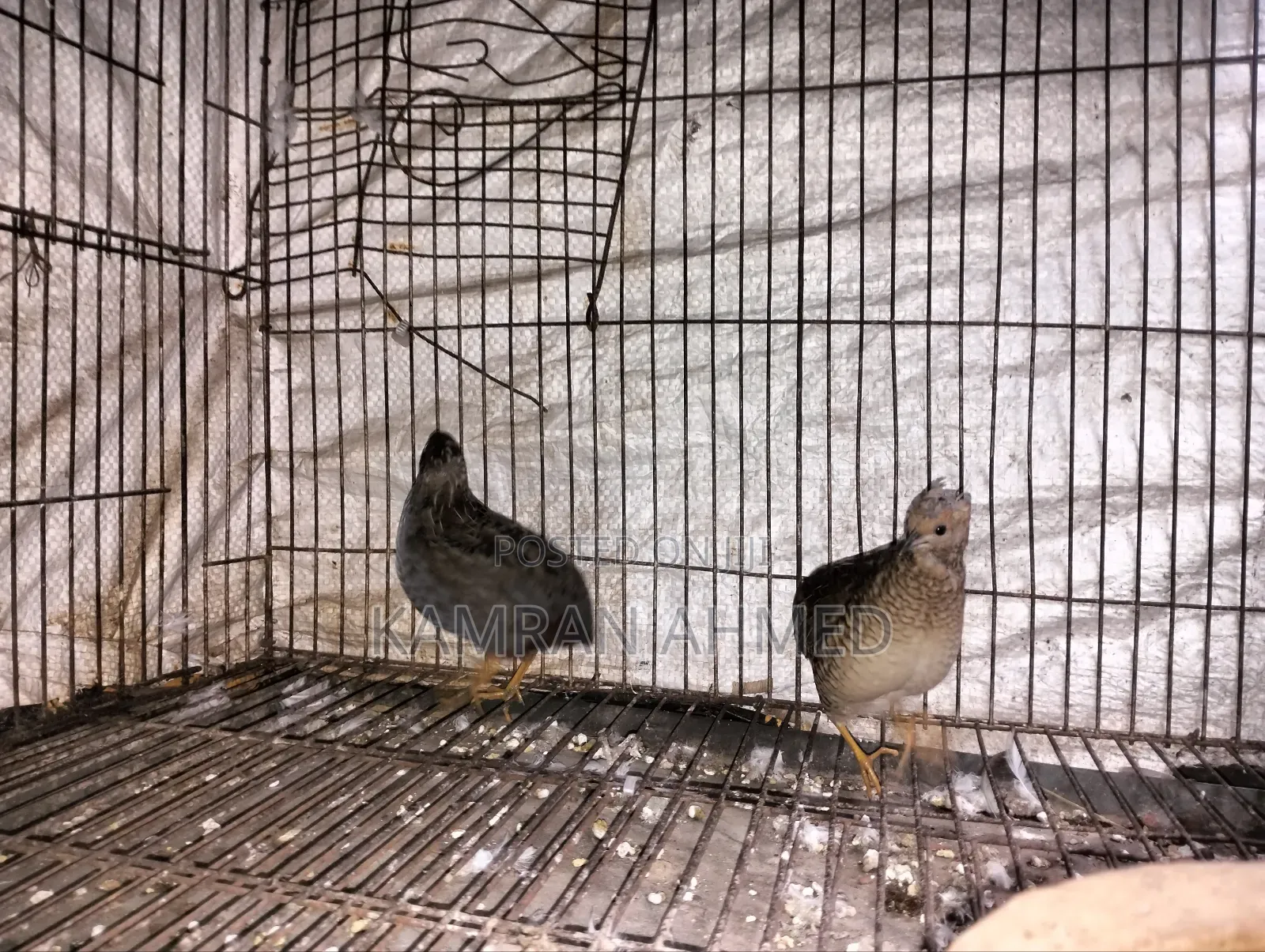 Running King Quail Birds