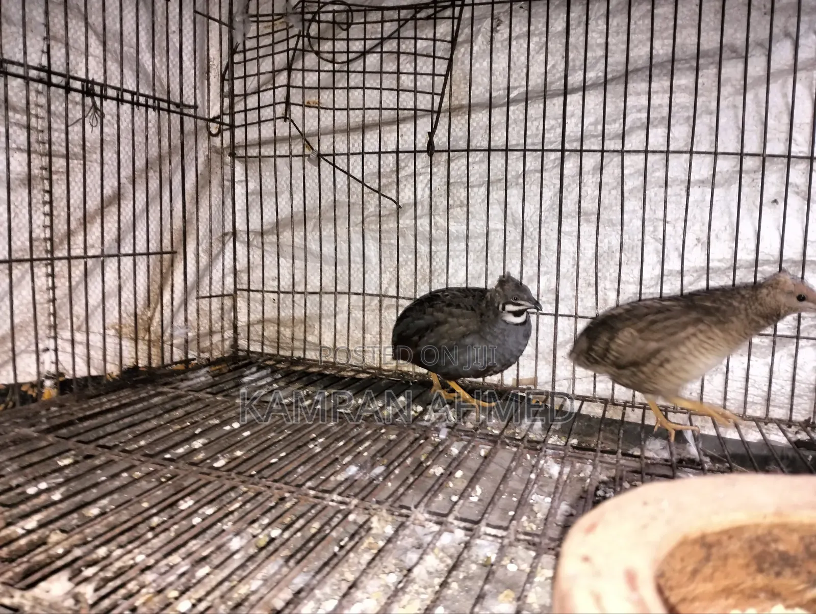 Running King Quail Birds