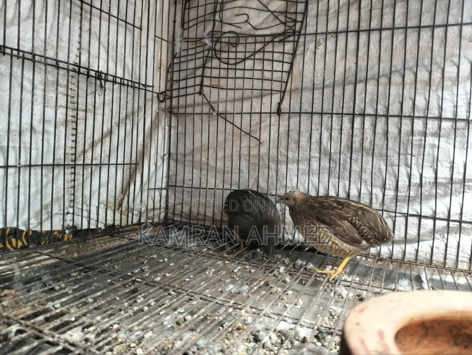 Running King Quail Birds