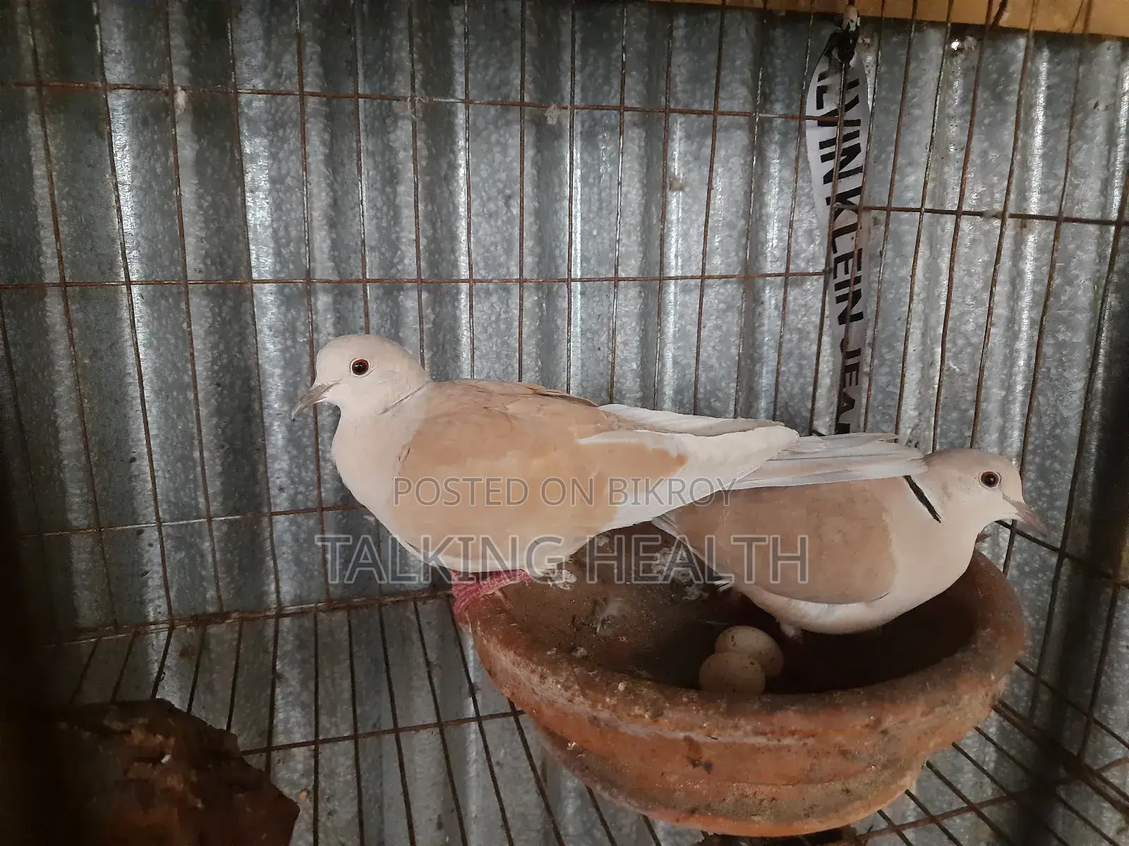 Eurasian Collared Dove 1 Pair (New Adult)