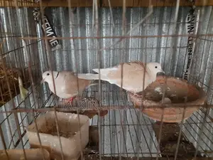 Eurasian Collared Dove 1 Pair (New Adult)