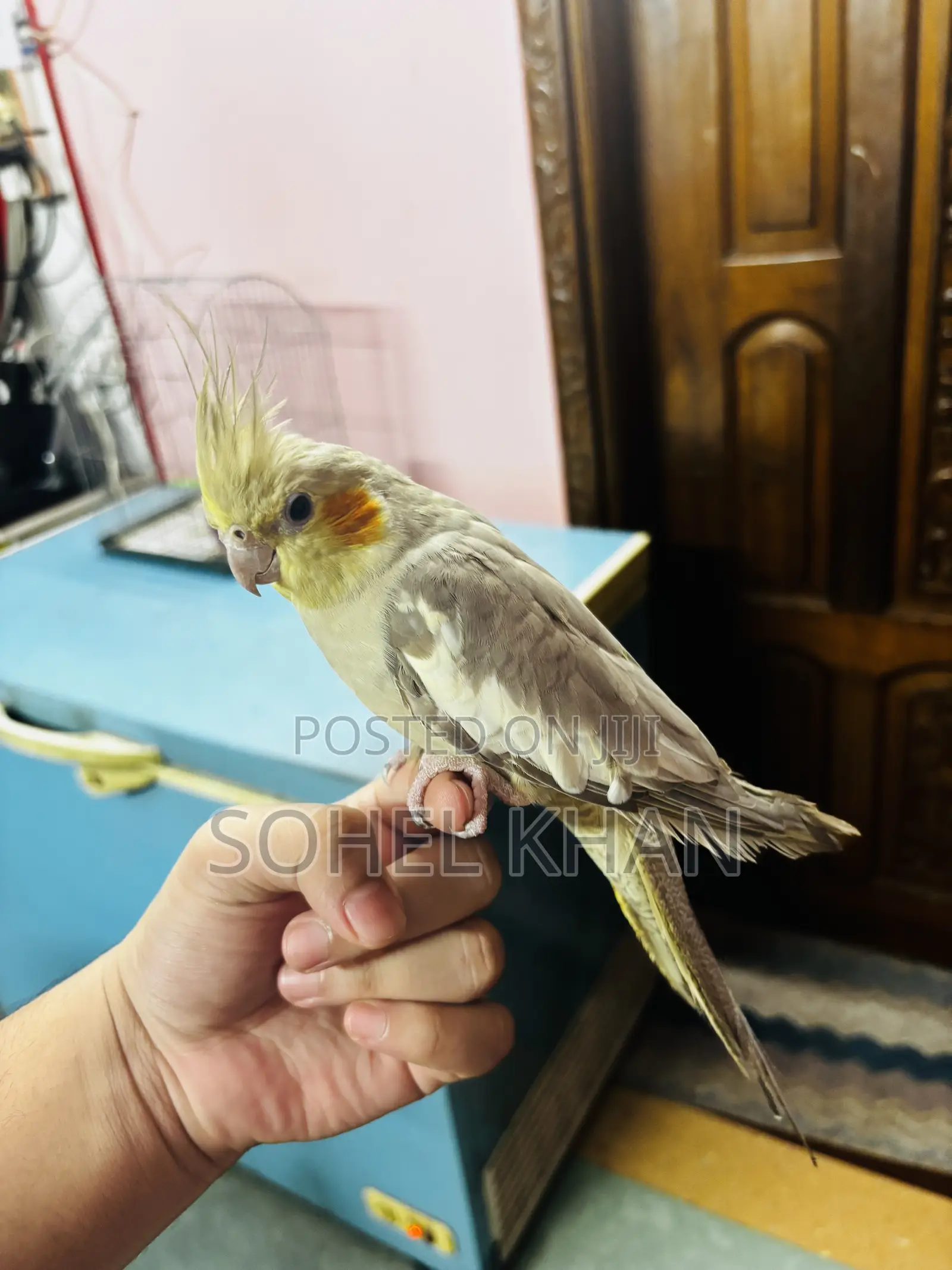 Cockatiel Half Tamed