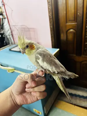 Cockatiel Half Tamed