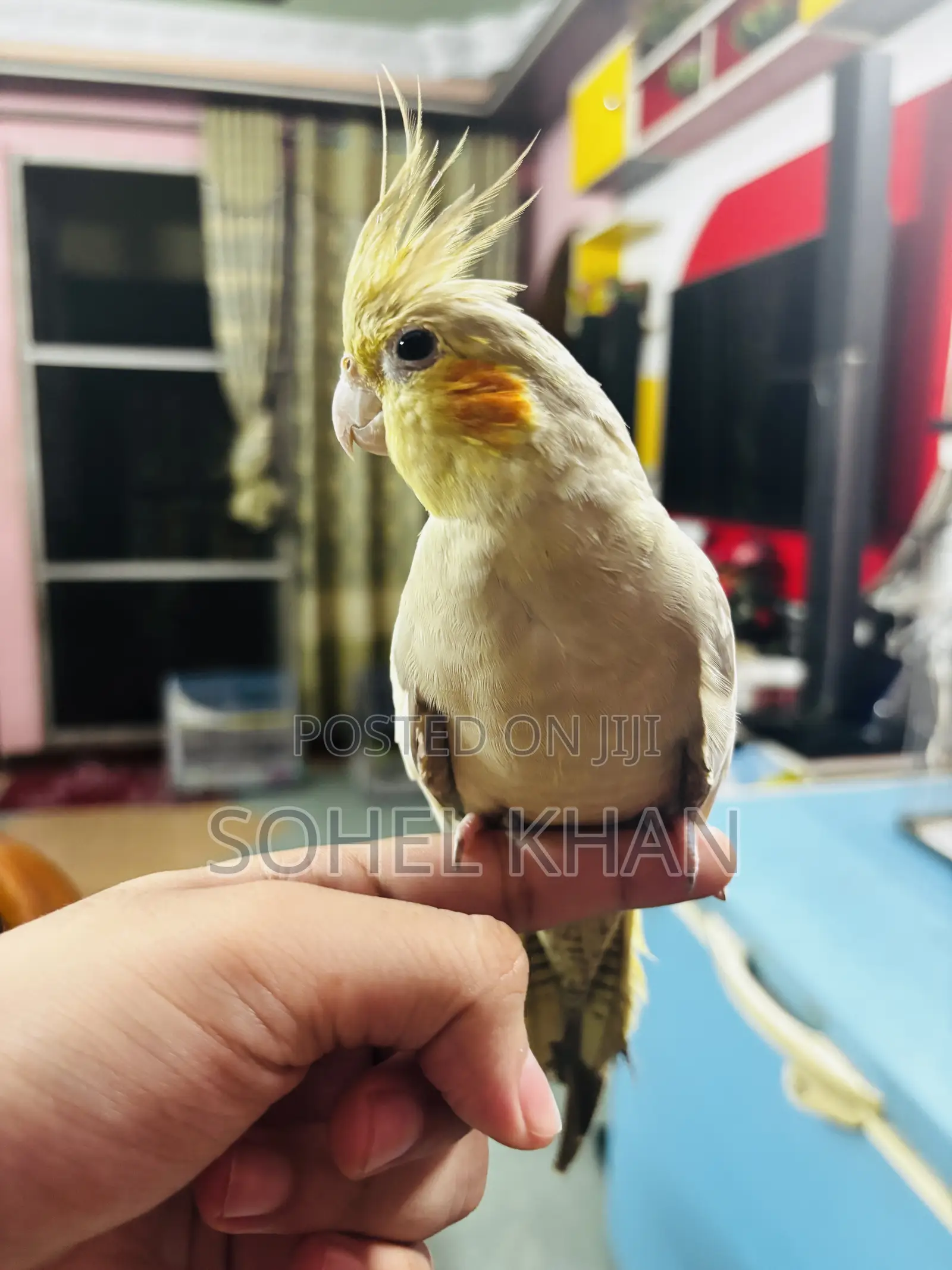 Cockatiel Half Tamed