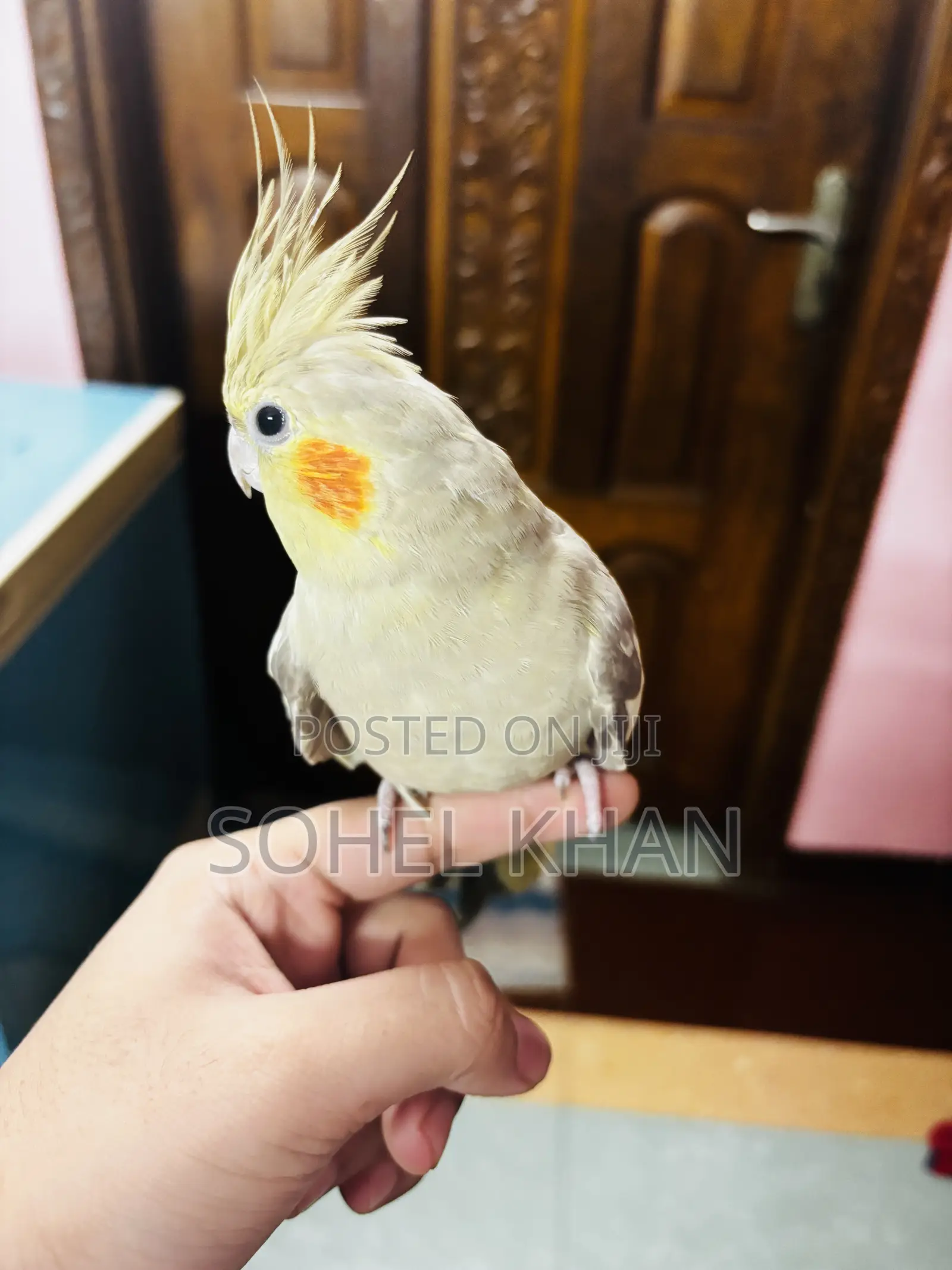 Cockatiel Half Tamed