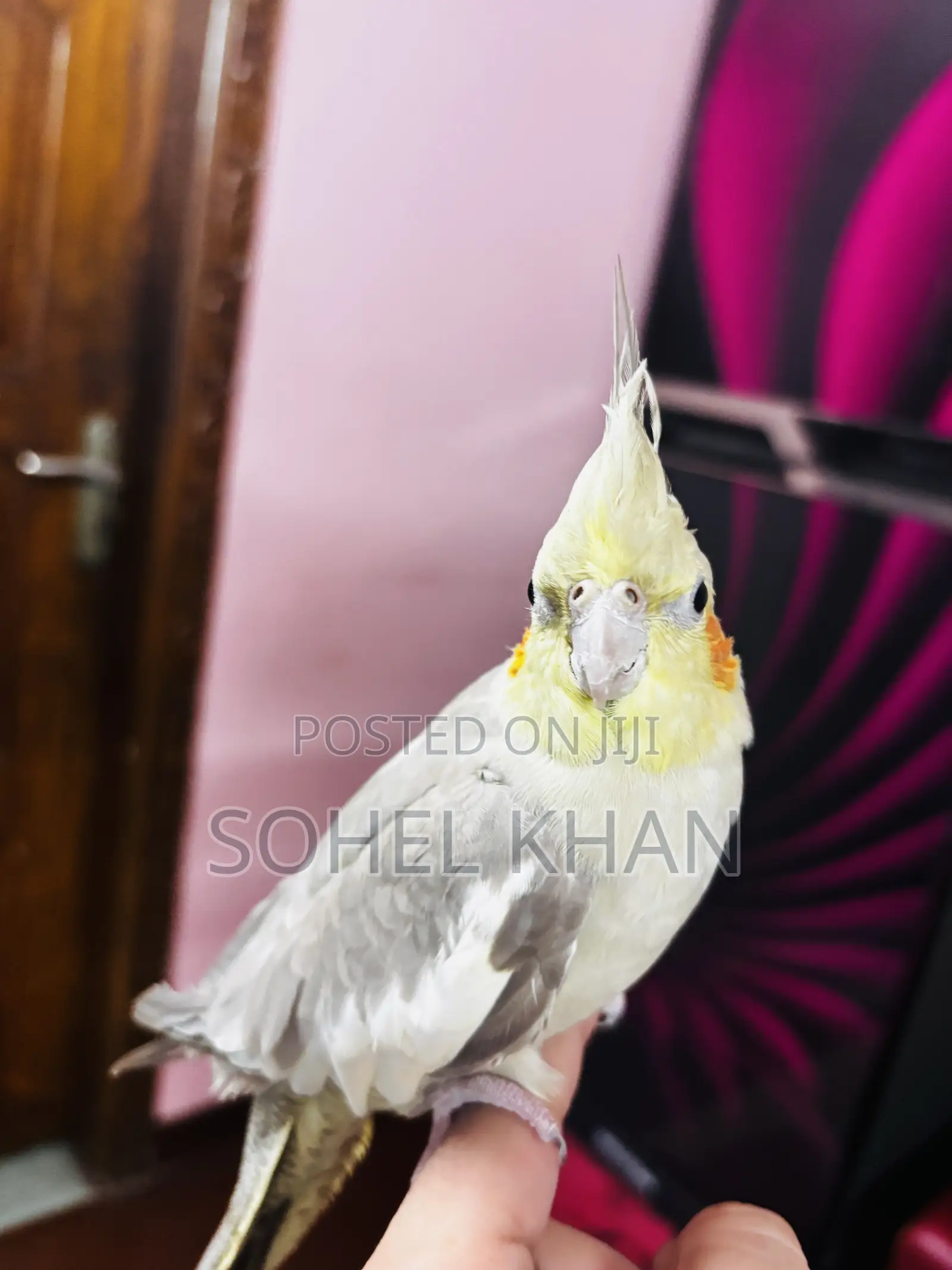 Cockatiel Half Tamed