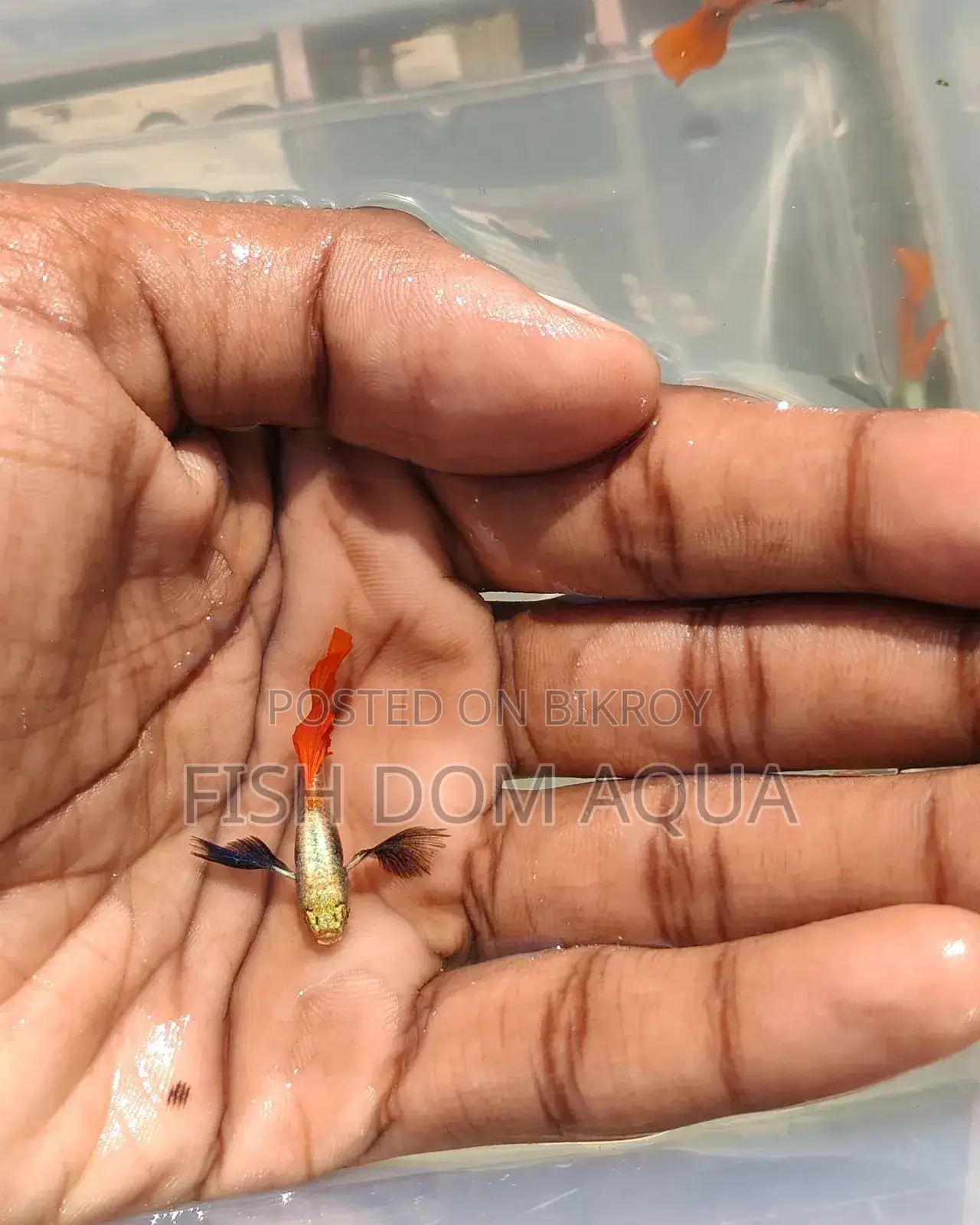 Red Tail Platinum Dambo Ear Guppy, Also Aquarium Others Fish Available