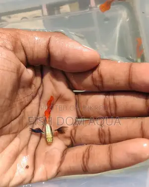 Red Tail Platinum Dambo Ear Guppy, Also Aquarium Others Fish Available