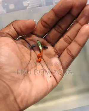Red Tail Platinum Dambo Ear Guppy, Also Aquarium Others Fish Available