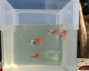 Red Tail Platinum Dambo Ear Guppy, Also Aquarium Others Fish Available