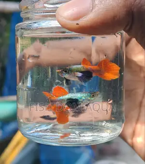 Red Tail Platinum Dambo Ear Guppy, Also Aquarium Others Fish Available