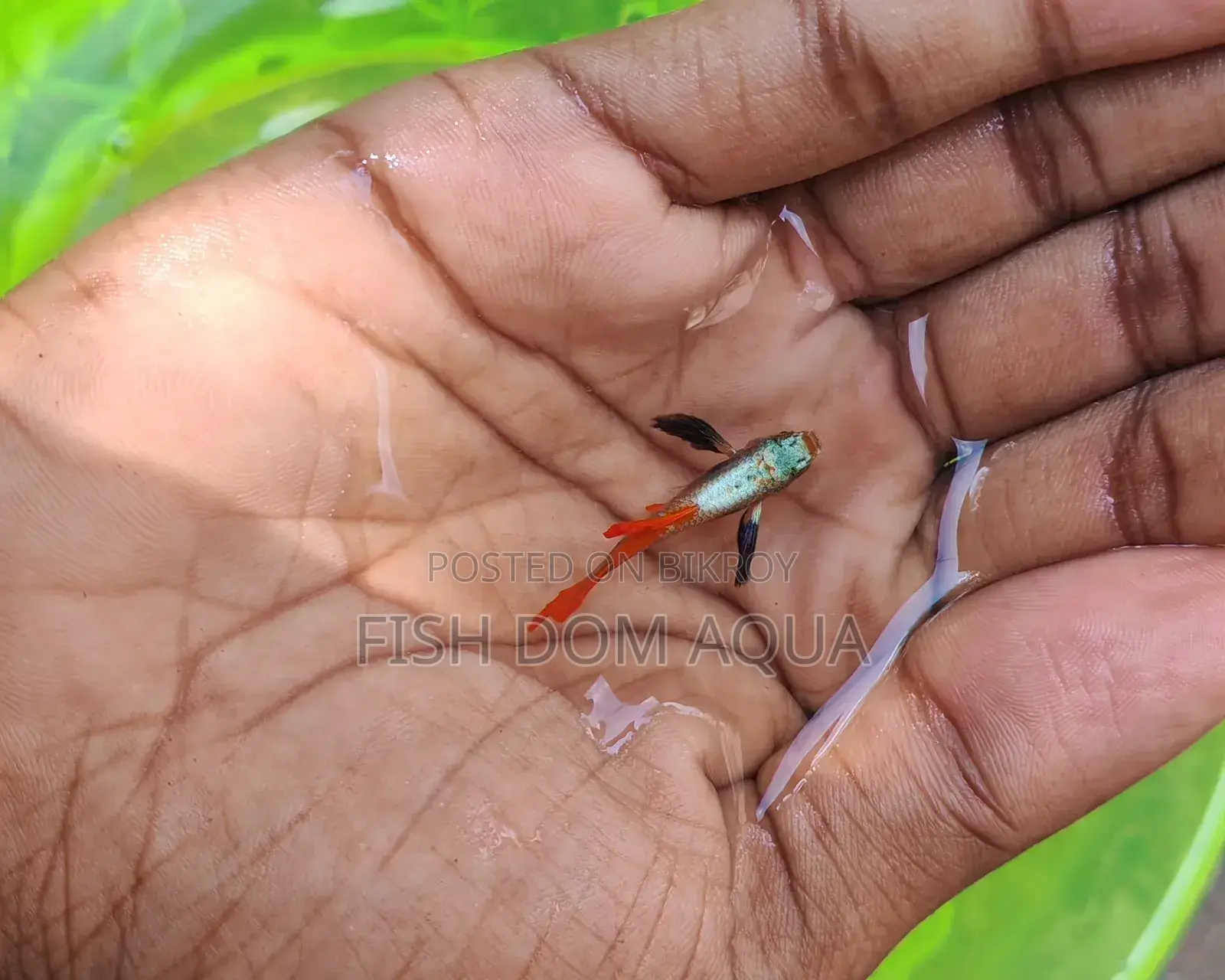 Red Tail Platinum Dambo Ear Guppy, Also Aquarium Others Fish Available