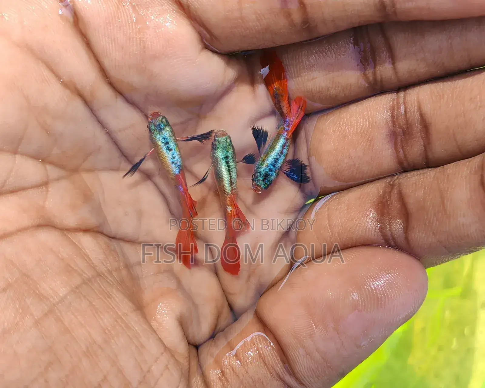 Red Tail Platinum Dambo Ear Guppy, Also Aquarium Others Fish Available