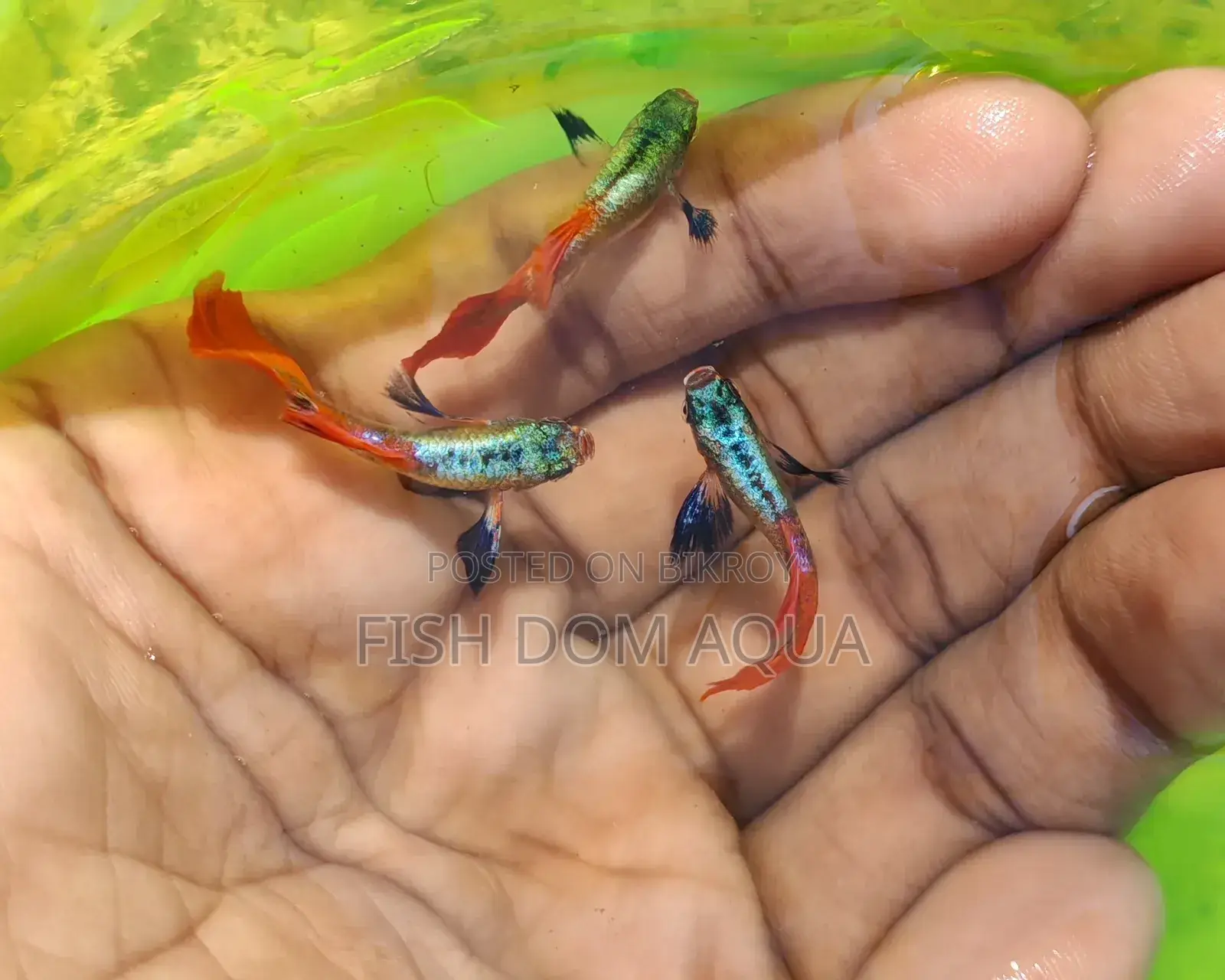 Red Tail Platinum Dambo Ear Guppy, Also Aquarium Others Fish Available