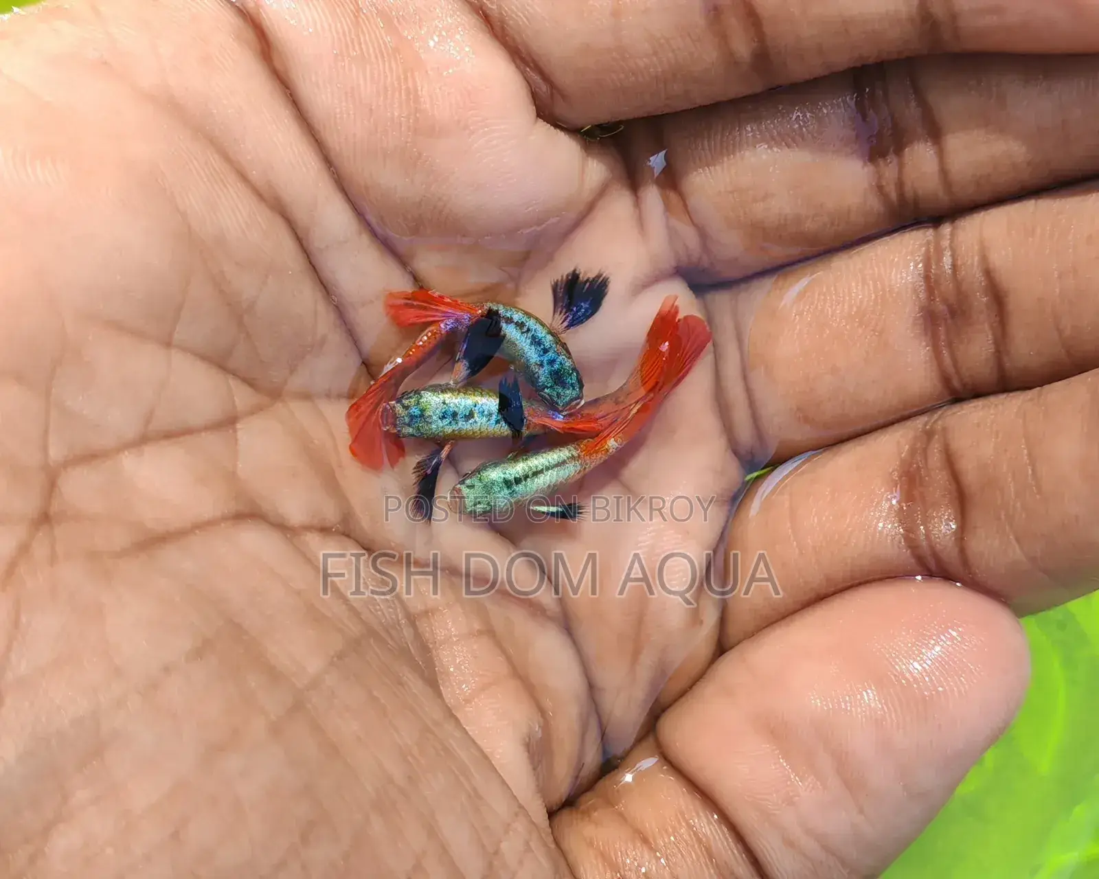 Red Tail Platinum Dambo Ear Guppy, Also Aquarium Others Fish Available