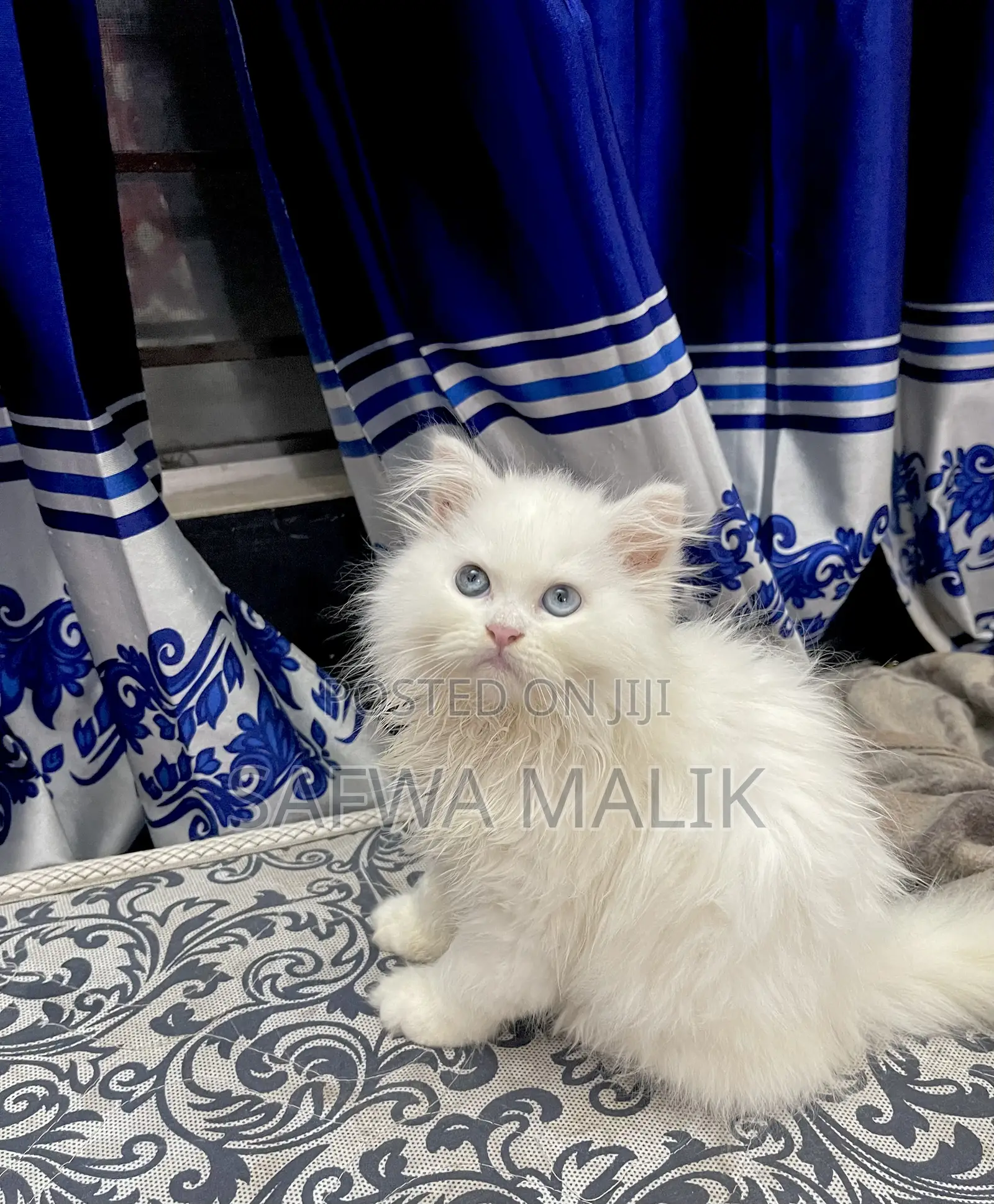 1-3 Months Female Purebred Persian