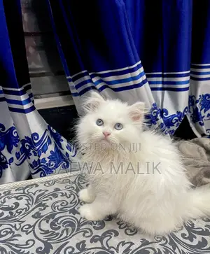 1-3 Months Female Purebred Persian