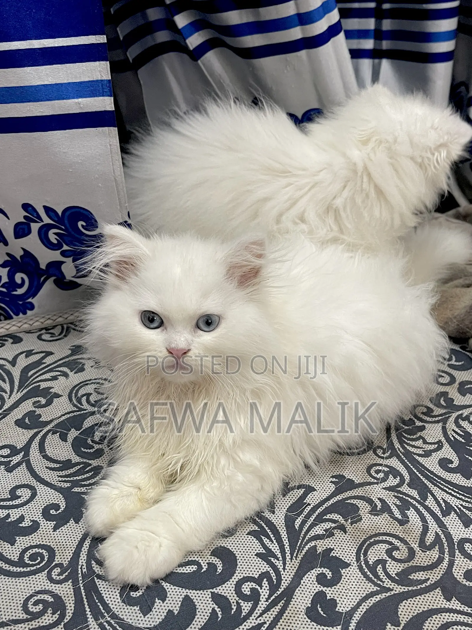 1-3 Months Female Purebred Persian