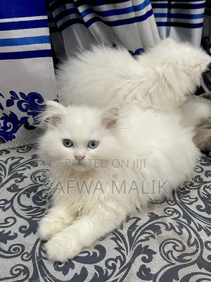 1-3 Months Female Purebred Persian