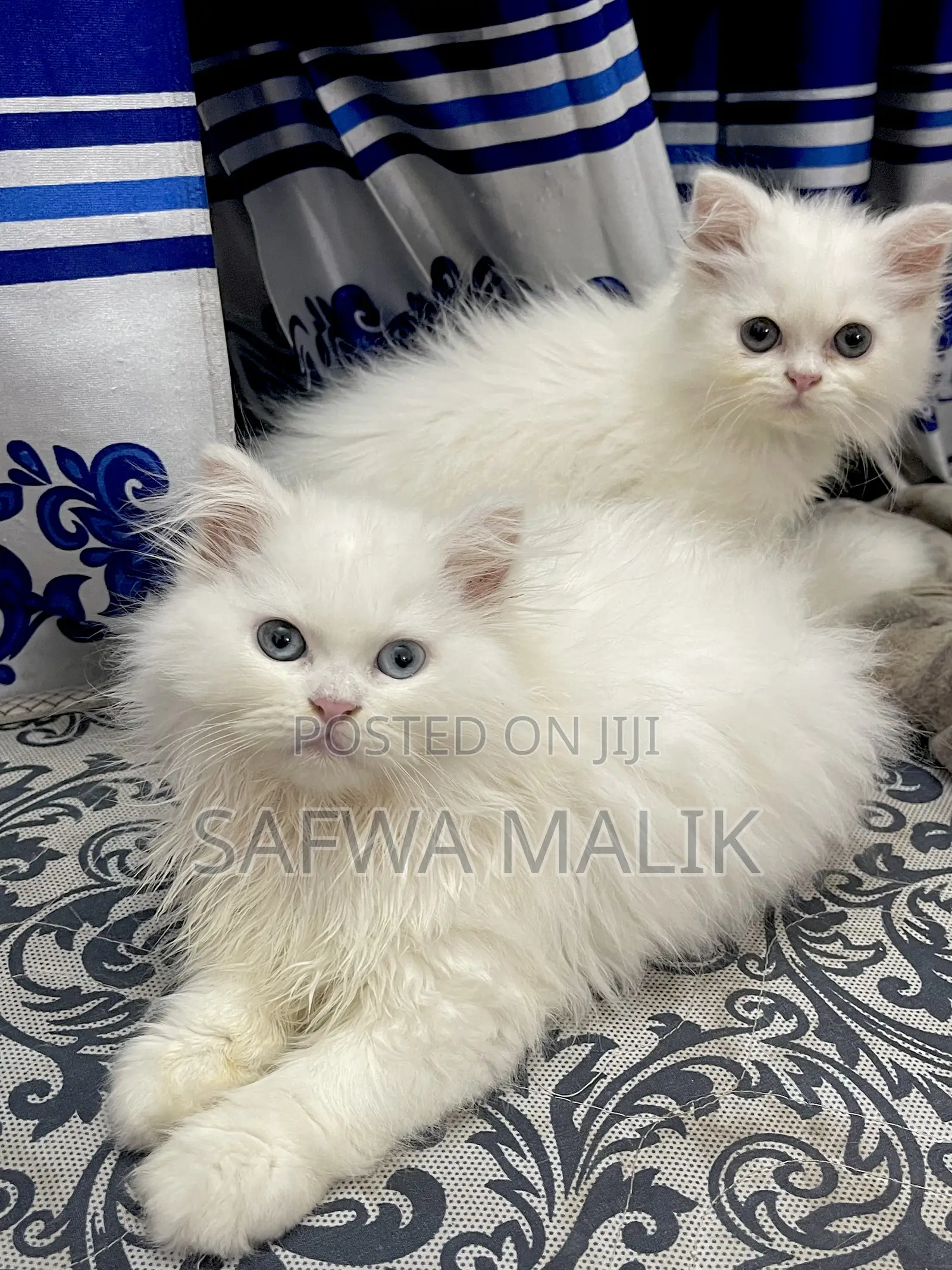 1-3 Months Female Purebred Persian