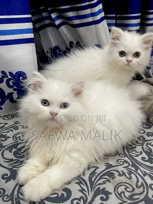 1-3 Months Female Purebred Persian