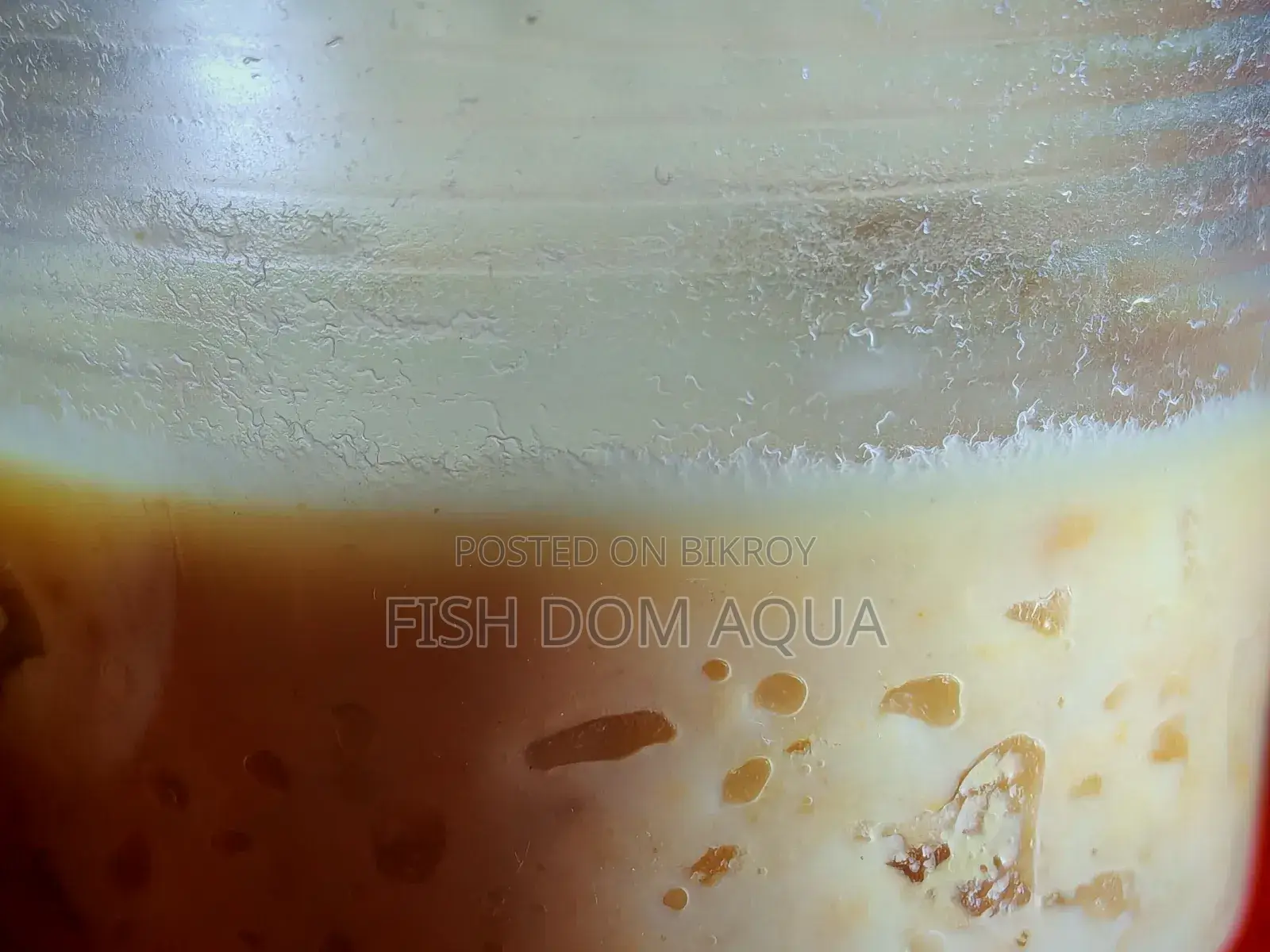 Fish Live Food