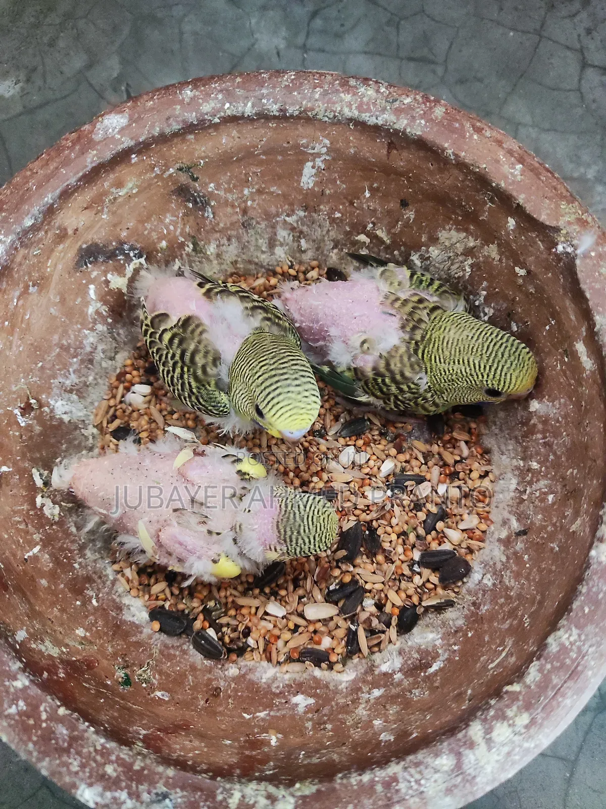 টেম সাইজের বাজিগর