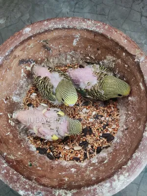 টেম সাইজের বাজিগর