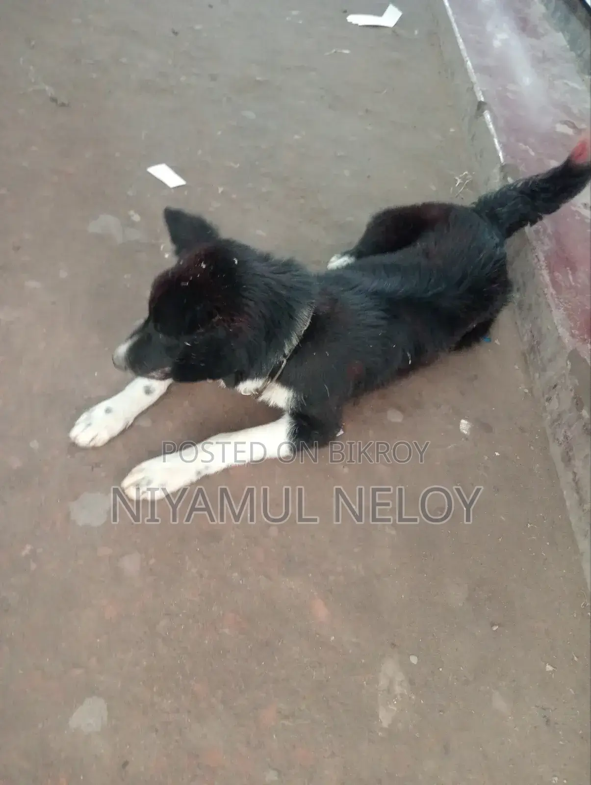1+ Year Male Mixed Breed Border Collie