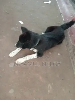 ১+ বছর বয়সী পুরুষ মিক্সড ব্রিড বর্ডার কলি